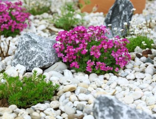 Everything you need to know about building a rock garden