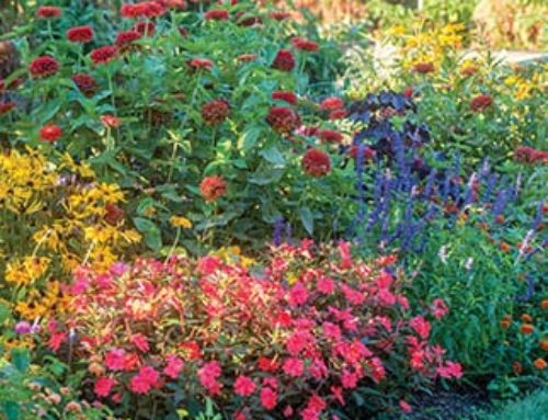 California Gardeners’ June Checklist