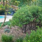 Xeriscape fire safe landscaping around pool by Sutherland Landscape