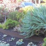 Fire safe gardens by Sutherland Landscape in Chico, CA