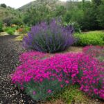 Defensible xeriscape landscaping by Sutherland Landscape in Chico CA